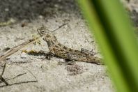 Calotes versicolor, ostrov Huraa