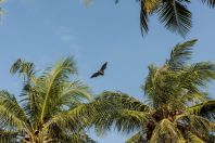 Pteropus giganteus, Huraa, Maldives