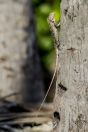 Calotes versicolor, ostrov Huraa