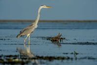 Ardea cinerea, Maledivy