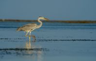 Ardea cinerea, Maledivy