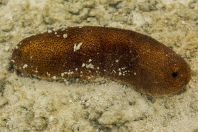 Holothuroidea, ostrov Huraa