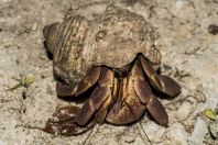 Parapylochelidae, Huraa