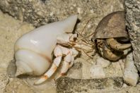 Parapylochelidae, Huraa