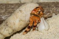 Parapylochelidae, Huraa