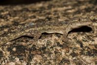 Hemidactylus frenatus, ostrov Huraa