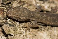 Hemidactylus frenatus, ostrov Huraa