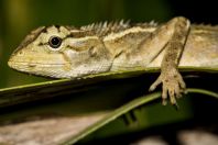 Calotes versicolor, ostrov Huraa