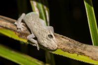 Hemidactylus frenatus, ostrov Huraa