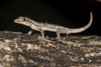 Hemidactylus frenatus, ostrov Huraa