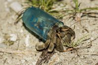 Vše je možné - Parapylochelidae, Huraa