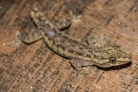 Hemidactylus frenatus, ostrov Huraa