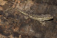 Hemidactylus cf. frenatus, ostrov Huraa