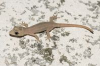 Hemidactylus frenatus, ostrov Huraa