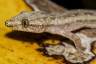 Hemidactylus frenatus, ostrov Huraa