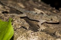 Hemidactylus frenatus, ostrov Huraa