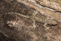 Hemidactylus frenatus, ostrov Huraa