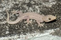 Hemidactylus cf. frenatus, ostrov Huraa