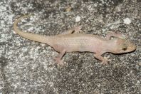 Hemidactylus cf. brookii, ostrov Huraa