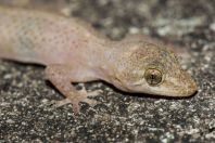 Hemidactylus cf. brookii, ostrov Huraa