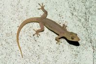 Hemidactylus frenatus, ostrov Huraa