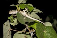 Calotes versicolor, ostrov Huraa