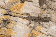 Hemidactylus cf. brookii, ostrov Huraa