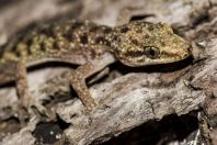 Hemidactylus cf. brookii, ostrov Huraa