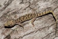 Hemidactylus cf. brookii, ostrov Huraa