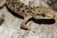 Hemidactylus cf. brookii, ostrov Huraa