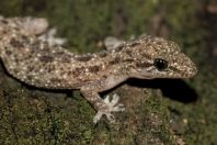 Hemidactylus cf. brookii, ostrov Huraa