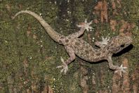 Hemidactylus cf. brookii, ostrov Huraa