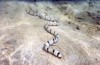 Muraenidae, Maledivy