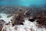 Chaetodon auriga, Maledivy