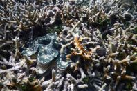 Tridacna sp. a Anthozoa, Maledivy