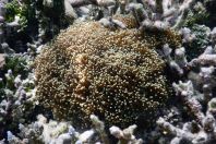 Actiniaria, Maledivy