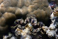 Tridacna sp. a Anthozoa, Maledivy