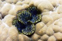 Tridacna sp. a Anthozoa, Maledivy