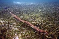 Echinodermata, Maledivy