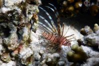 Pterois volitans, Maledivy