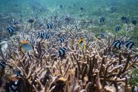 Dascyllus aruanus and Chaetodon spp., Maldives