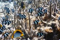 Dascyllus aruanus and Chaetodon spp., Maldives