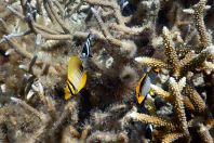 Chaetodon spp., Maldives