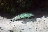 Fish, Maldives