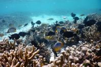 Coral reef, Maldives