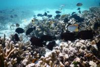 Coral reef, Maldives