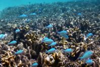 Chromis atripectoralis, Maldives