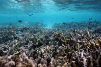 Anthozoa, Maldives