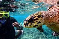 Eretmochelys imbricata, Maldives