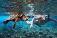 Eretmochelys imbricata, Maldives